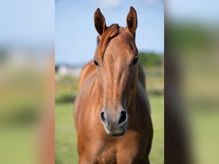 American Quarter Horse Mare 3 years 14 hh Sorrel in Ravenna