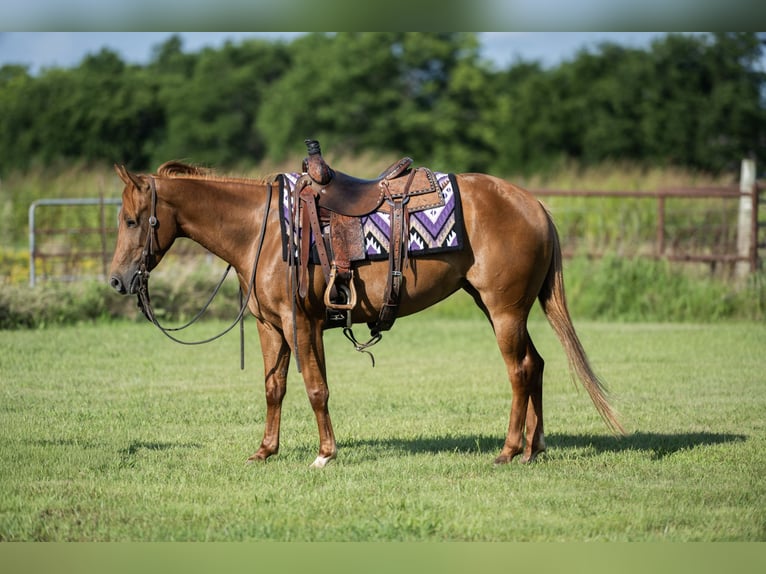 American Quarter Horse Mare 3 years 14 hh Sorrel in Ravenna