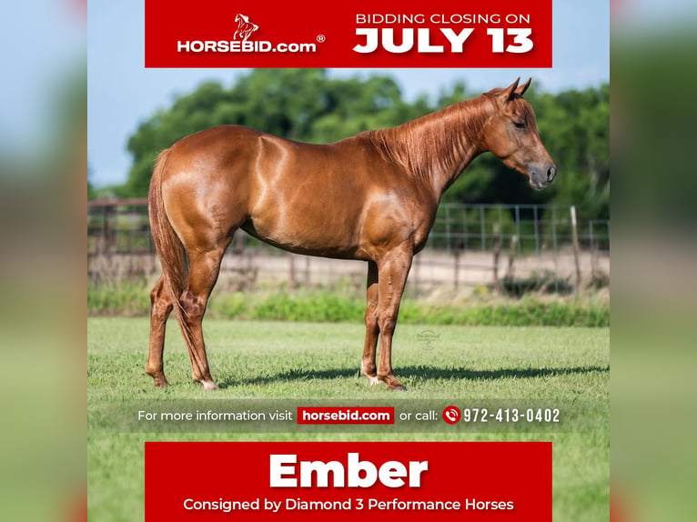 American Quarter Horse Mare 3 years 14 hh Sorrel in Ravenna