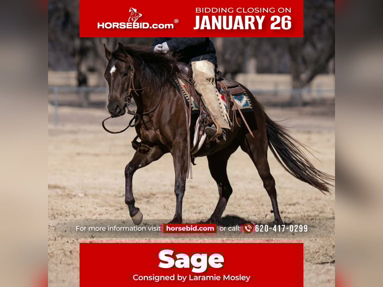 American Quarter Horse Mare 3 years 14,1 hh Black in Canyon, TX