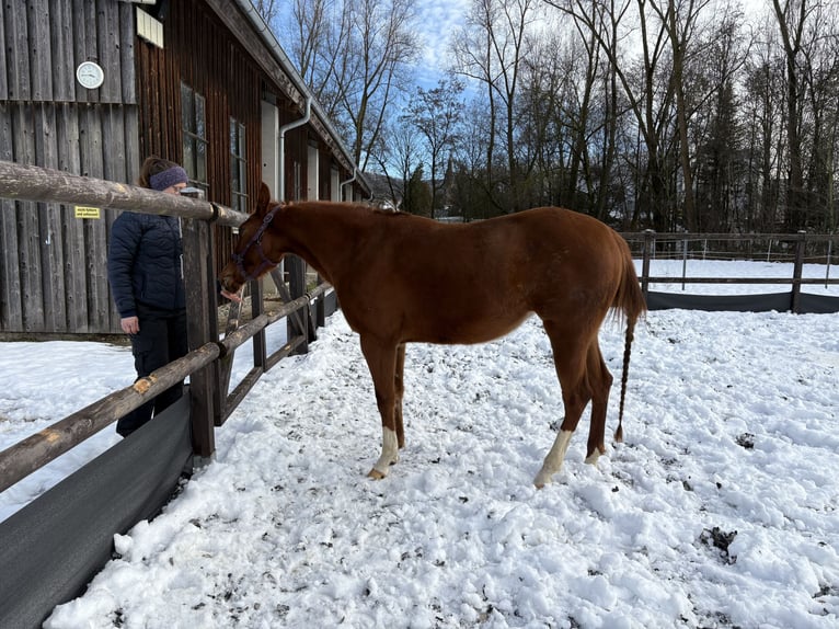 American Quarter Horse Mare 3 years 14,1 hh Chestnut in AalenAalen