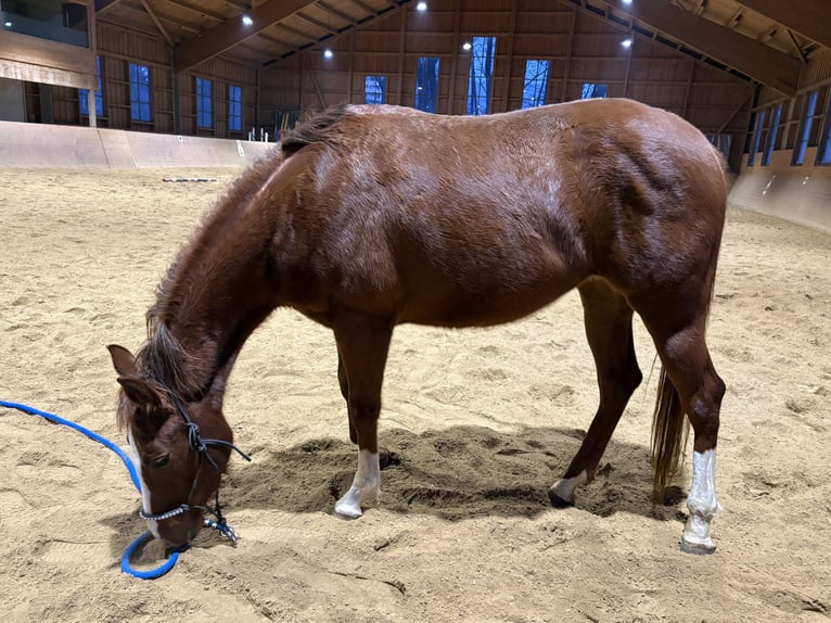 American Quarter Horse Mare 3 years 14,1 hh Chestnut in AalenAalen