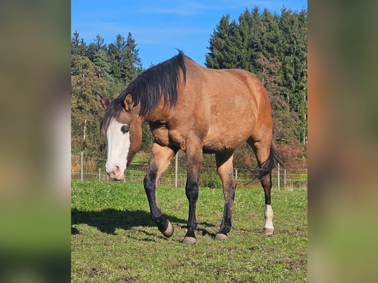 American Quarter Horse Mare 3 years 14,1 hh Dun in Halfing