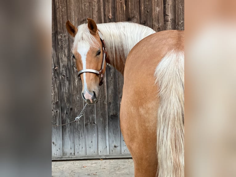 American Quarter Horse Mare 3 years 14,1 hh Palomino in Tannheim