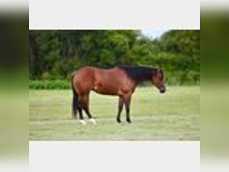 American Quarter Horse Mare 3 years 14,2 hh Bay in Waco, TX