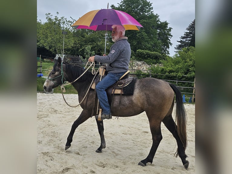 American Quarter Horse Mare 3 years 14,2 hh Brown Falb mold in Müglitztal
