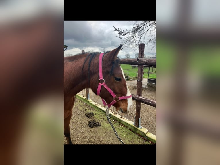 American Quarter Horse Mare 3 years 14,2 hh Brown in Wermelskirchen