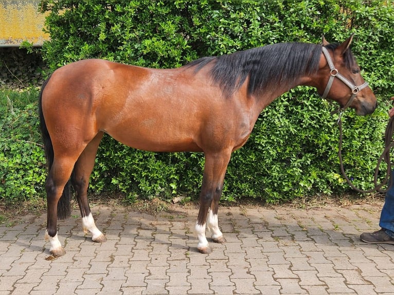 American Quarter Horse Mare 3 years 14,2 hh Brown in Reichweiler