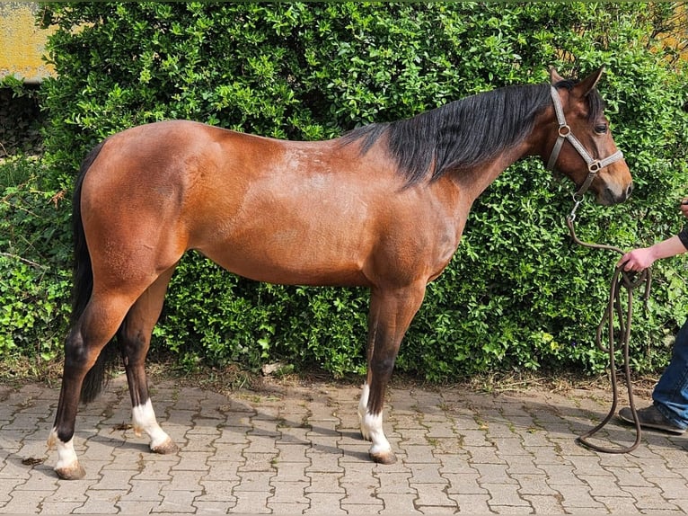 American Quarter Horse Mare 3 years 14,2 hh Brown in Reichweiler