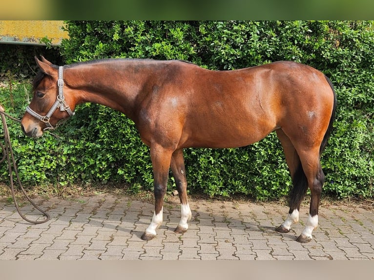 American Quarter Horse Mare 3 years 14,2 hh Brown in Reichweiler