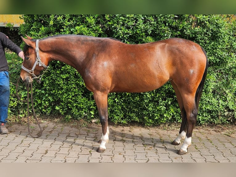American Quarter Horse Mare 3 years 14,2 hh Brown in Reichweiler