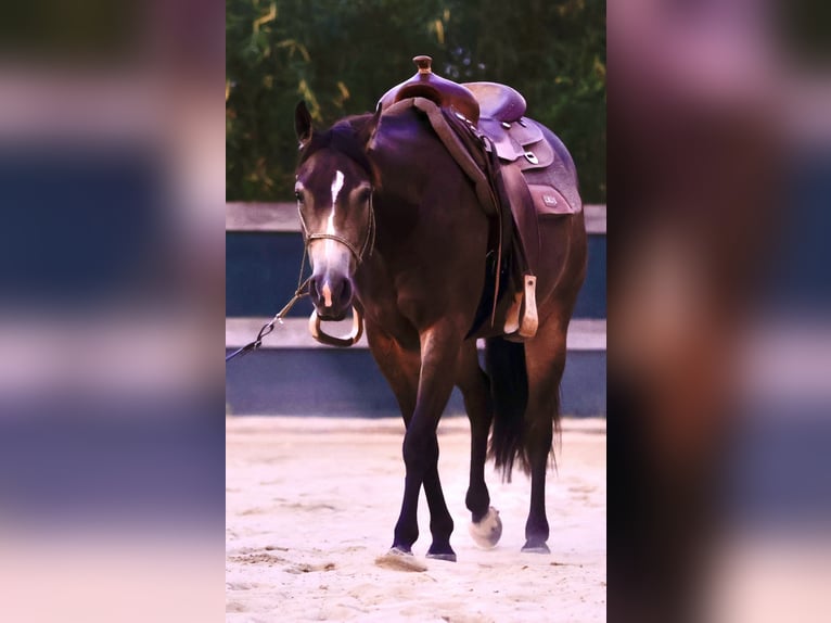 American Quarter Horse Mare 3 years 14,2 hh Buckskin in Iffeldorf