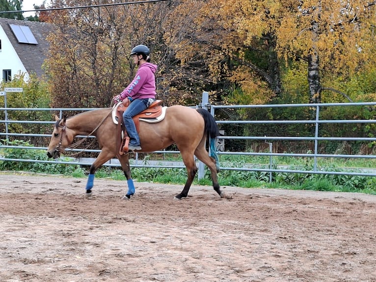 American Quarter Horse Mare 3 years 14,2 hh Buckskin in Balingen