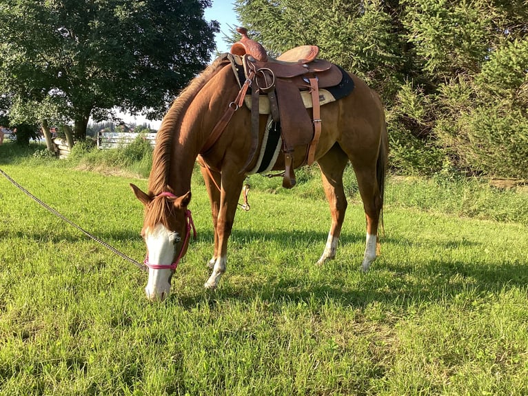 American Quarter Horse Mare 3 years 14,2 hh Chestnut-Red in Apfeldorf