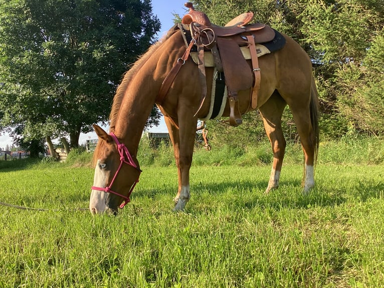 American Quarter Horse Mare 3 years 14,2 hh Chestnut-Red in Apfeldorf