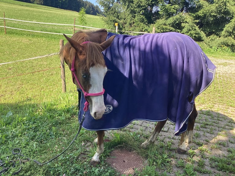 American Quarter Horse Mare 3 years 14,2 hh Chestnut-Red in Apfeldorf