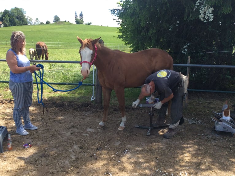American Quarter Horse Mare 3 years 14,2 hh Chestnut-Red in Apfeldorf