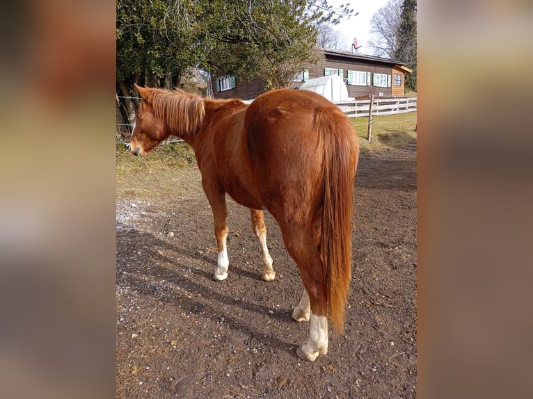 American Quarter Horse Mare 3 years 14,2 hh Chestnut-Red in Bad Kohlgrub