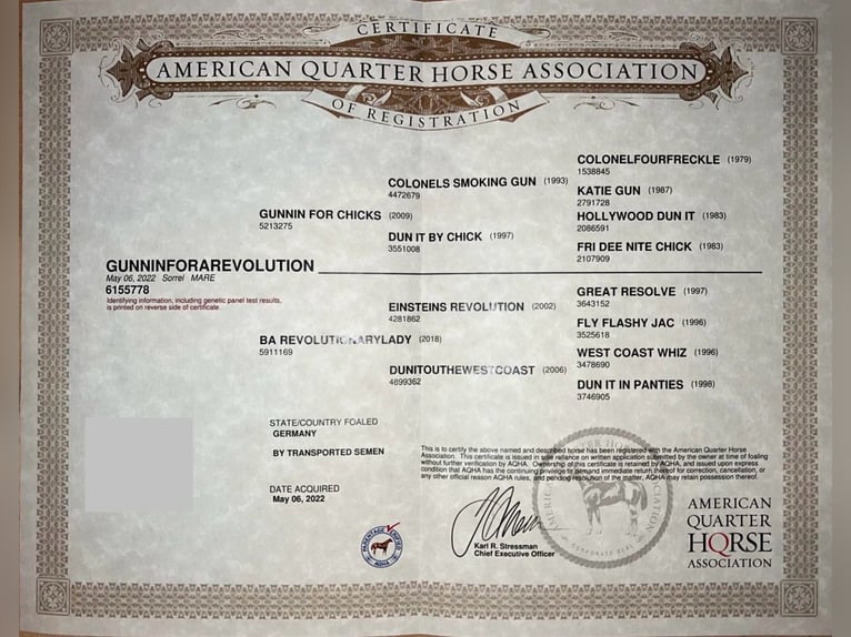 American Quarter Horse Mare 3 years 14,2 hh Chestnut-Red in Steyerberg Deblinghausen