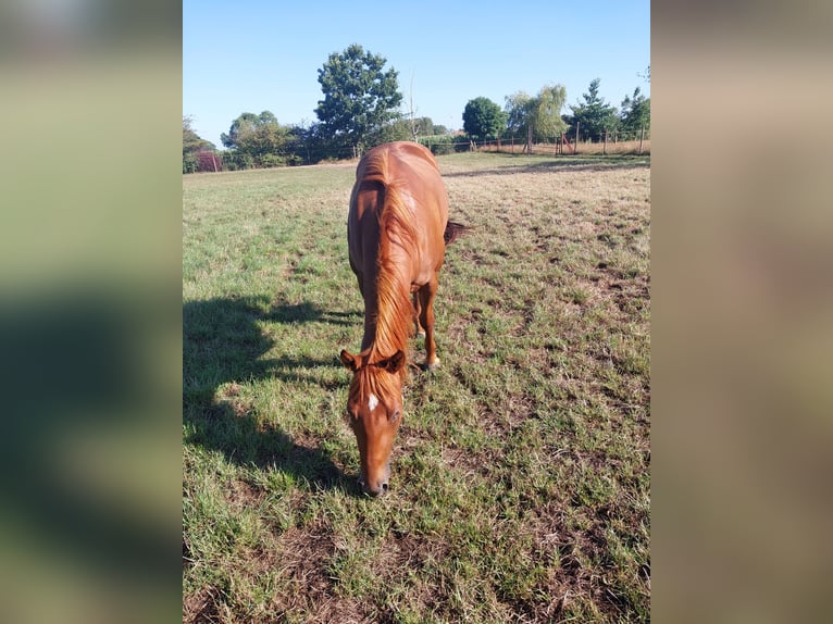 American Quarter Horse Mare 3 years 14,2 hh Chestnut-Red in Retie
