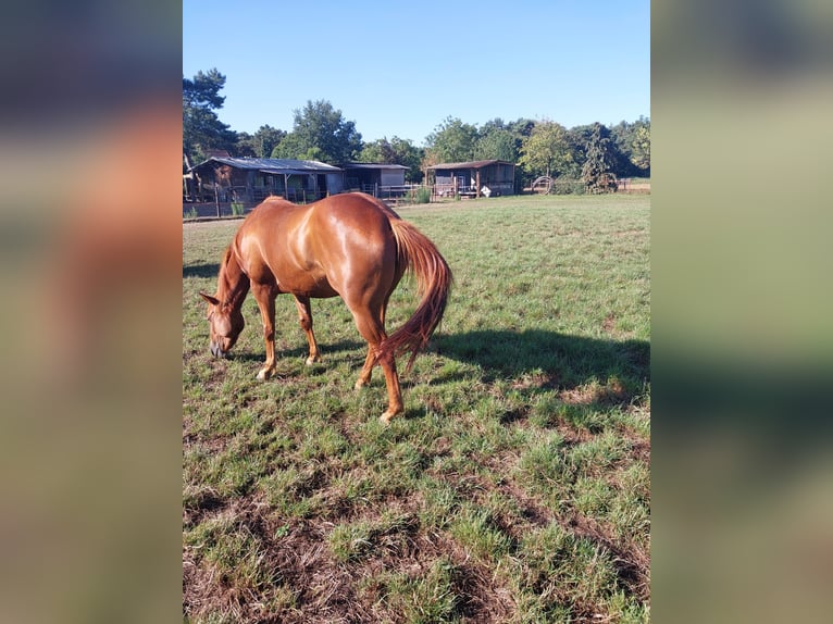 American Quarter Horse Mare 3 years 14,2 hh Chestnut-Red in Retie