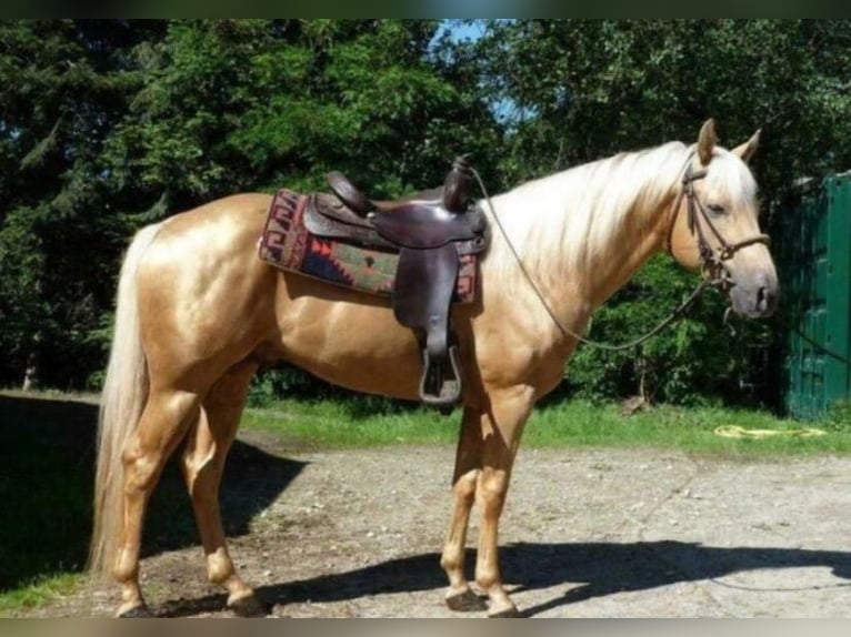 American Quarter Horse Mare 3 years 14,2 hh Chestnut-Red in Retie