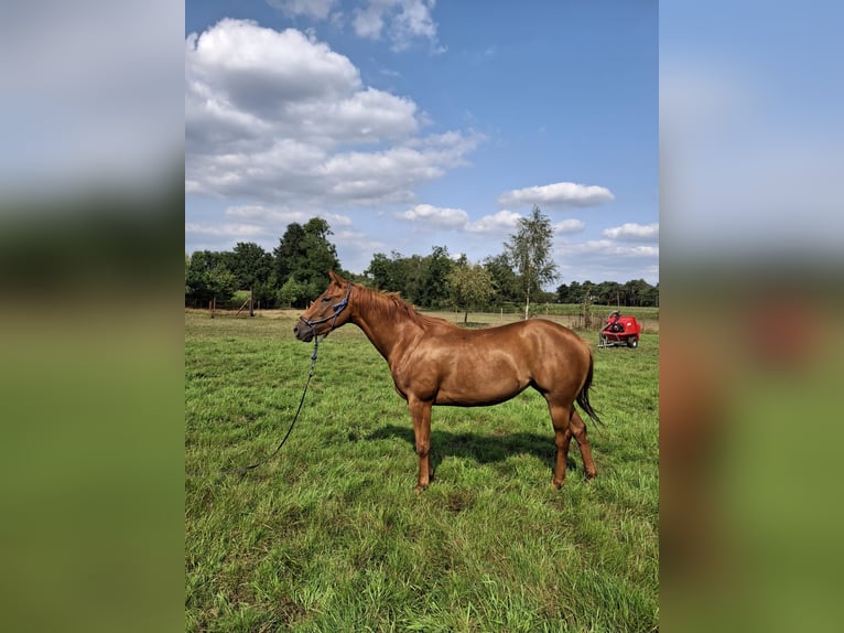American Quarter Horse Mare 3 years 14,2 hh Chestnut-Red in Retie