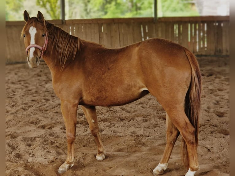 American Quarter Horse Mare 3 years 14,2 hh Chestnut-Red in Zeulenroda-Triebes