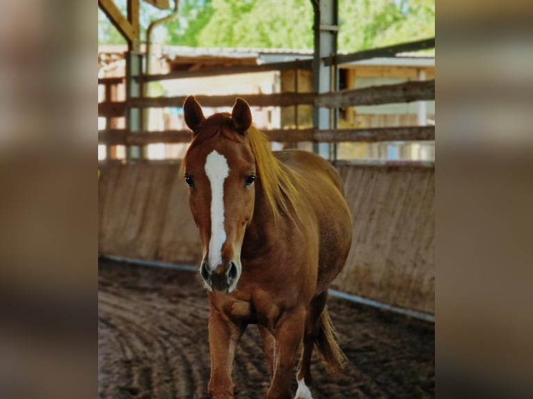 American Quarter Horse Mare 3 years 14,2 hh Chestnut-Red in Zeulenroda-Triebes