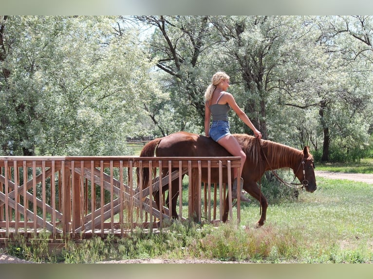 American Quarter Horse Mare 3 years 14,2 hh Chestnut in Fort Collins
