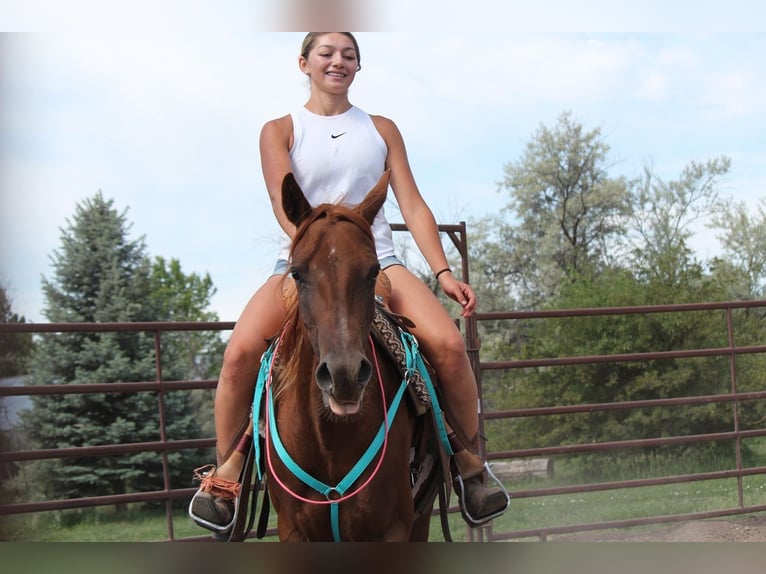 American Quarter Horse Mare 3 years 14,2 hh Chestnut in Fort Collins