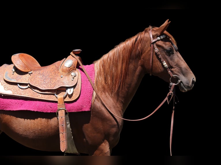American Quarter Horse Mare 3 years 14,2 hh Chestnut in Fort Collins