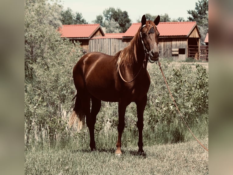 American Quarter Horse Mare 3 years 14,2 hh Chestnut in Fort Collins