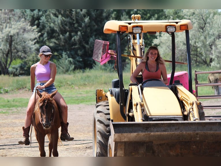 American Quarter Horse Mare 3 years 14,2 hh Chestnut in Fort Collins