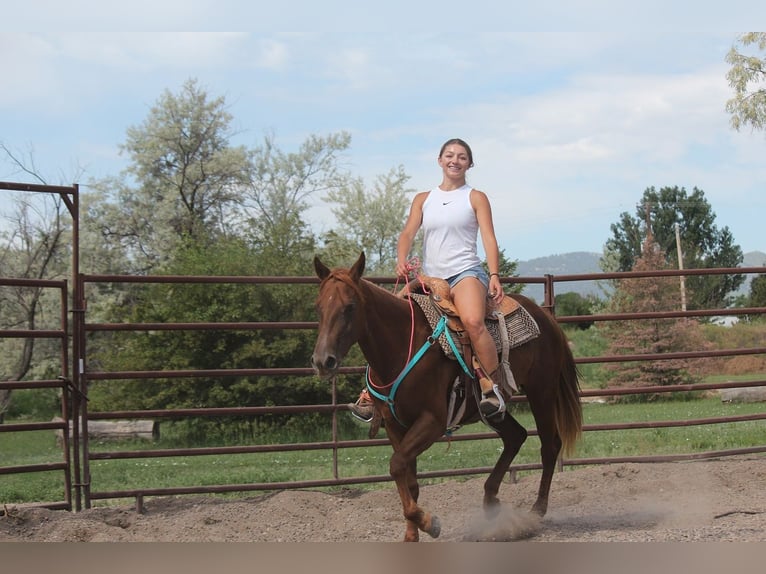 American Quarter Horse Mare 3 years 14,2 hh Chestnut in Fort Collins