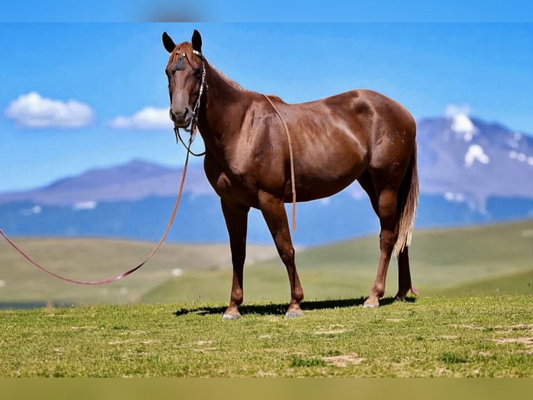 American Quarter Horse Mare 3 years 14,2 hh Chestnut in Fort Collins