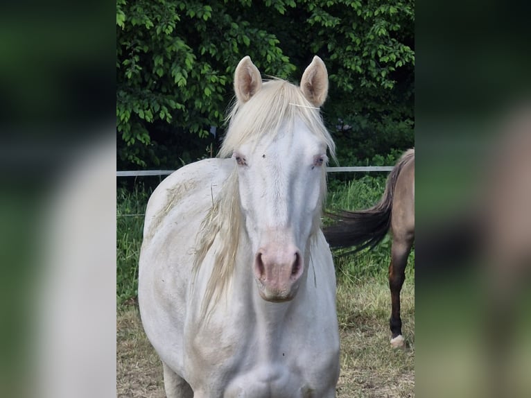 American Quarter Horse Mare 3 years 14,2 hh Cremello in Althornbach