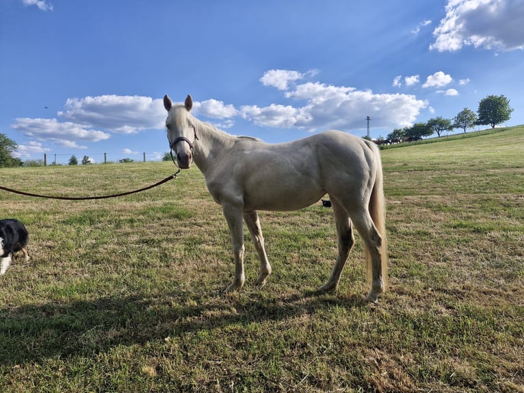 American Quarter Horse Mare 3 years 14,2 hh Cremello in Althornbach