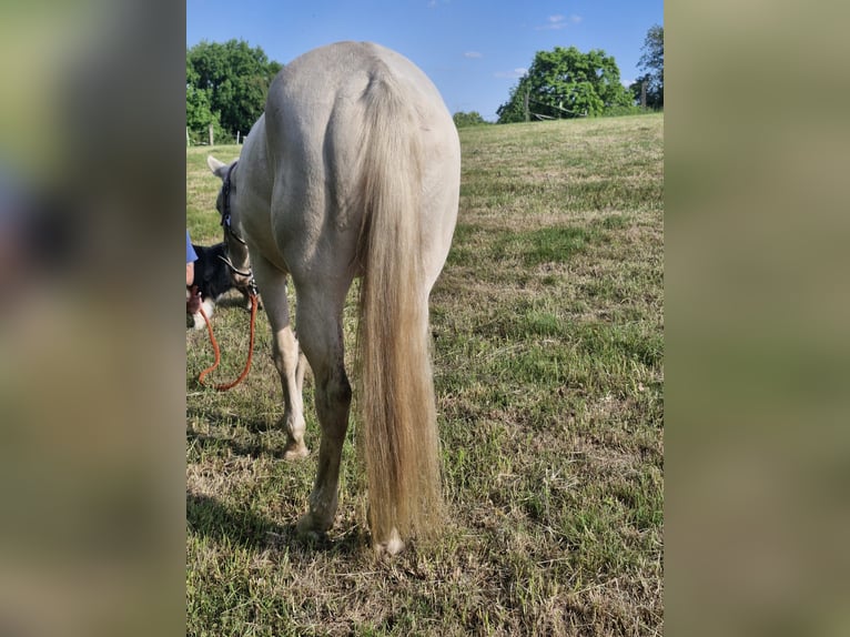 American Quarter Horse Mare 3 years 14,2 hh Cremello in Althornbach