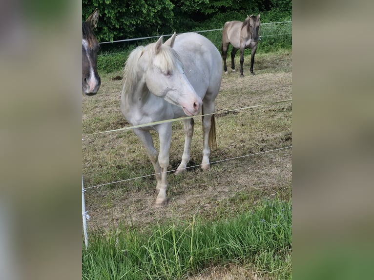 American Quarter Horse Mare 3 years 14,2 hh Cremello in Althornbach