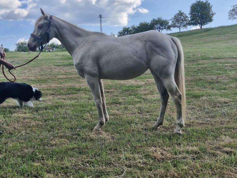 American Quarter Horse Mare 3 years 14,2 hh Cremello in Althornbach