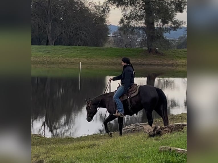 American Quarter Horse Mare 3 years 14,2 hh Grey in Plymouth