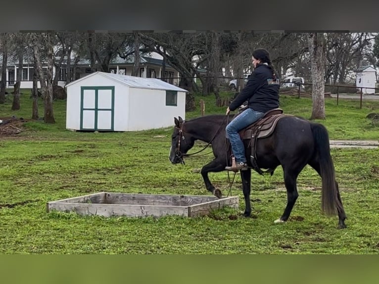 American Quarter Horse Mare 3 years 14,2 hh Grey in Plymouth