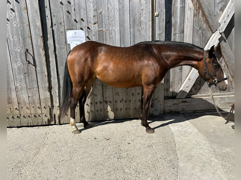 American Quarter Horse Mare 3 years 14,2 hh in St.Leonhard in Passeier
