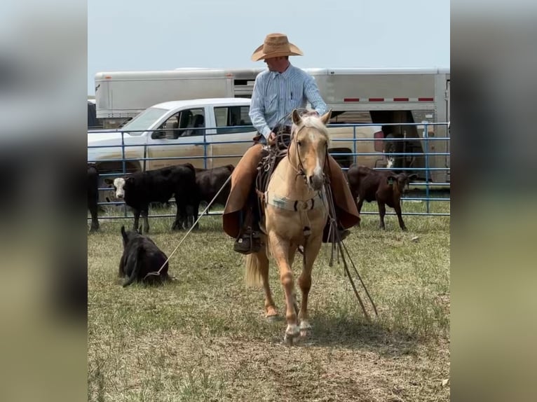 American Quarter Horse Mare 3 years 14,2 hh Palomino in Oelrichs, SD