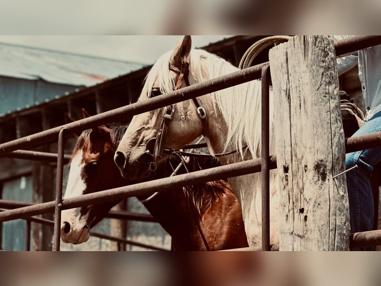 American Quarter Horse Mare 3 years 14,2 hh Palomino in Oelrichs, SD