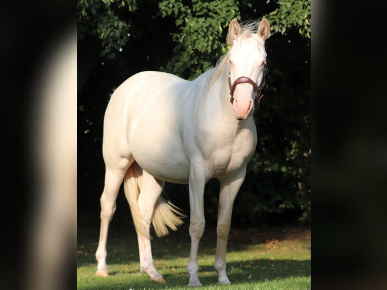 American Quarter Horse Mix Mare 3 years 14,2 hh Perlino in Oberhausen