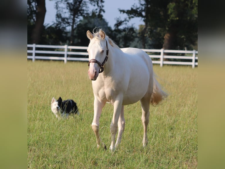 American Quarter Horse Mix Mare 3 years 14,2 hh Perlino in Oberhausen