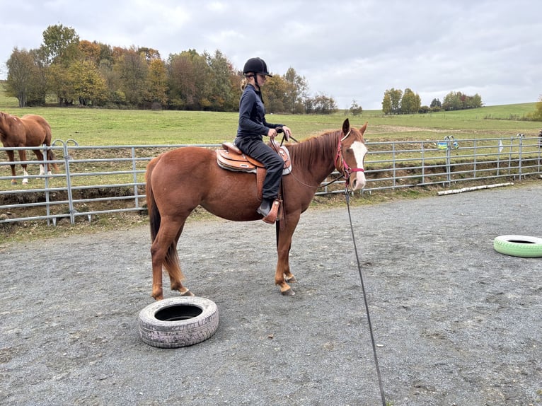 American Quarter Horse Mare 3 years 14,2 hh Sorrel in Olomouc