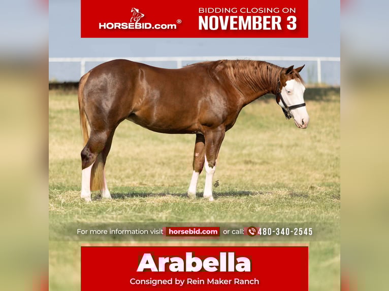 American Quarter Horse Mare 3 years 14,2 hh Sorrel in Wayne OK